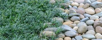 Maybe you would like to learn more about one of these? The Top 12 Groundcover Plants For Florida