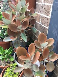 Kalanchoe Orgyalis Aka Copper Spoons Perfect Plants Tillandsia Air Plant Plants