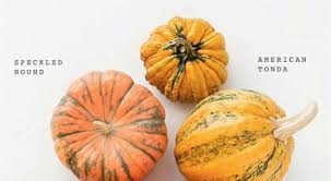 Different Types Of Squashes And How To Cook Them Squashes Kid Friendly Meals Buttercup Squash