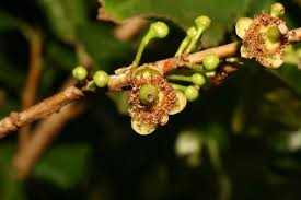 Image result for Aphloia theiformis