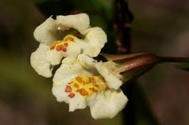 Image result for Mimulus gracilis