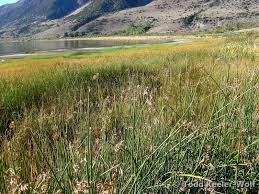 Image result for Schoenoplectus muricinux