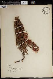 Image result for Ozoroa viridis