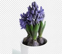 The tall flower stalks of verbena bearing a cluster of stunning purple blooms growing in a mass create a scenic vista. Spring Bulbs Growing Bulbs Hyacinth Plant Bulb Purple Root Flower Png Pngwing