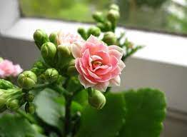 Indoor plant with small pink flowers. Flaming Katy Kalanchoe Blossfeldiana Indoor Plant Care