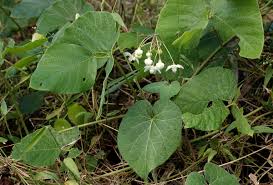 Image result for Pergularia