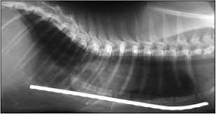 Tranne il disagio estetico, il pectus excavatum è solitamente asintomatico; Pectus Excavatum In Cats Treatment Surgery Cost More