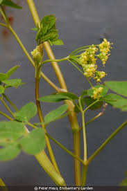 Image result for Pimpinella trifurcata