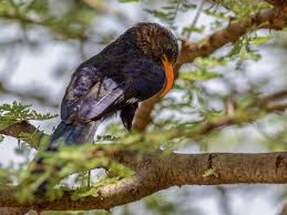 Image result for Astropanax abyssinicus