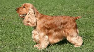 Image result for anglický barvář