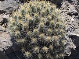 The clumping variety propagates best by removing offsets. Echinocereus Enneacanthus Green Strawberry Hedgehog Cactus