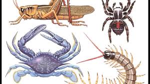 Los artropodos: son una amplia gama de animales en los que tambien se encuentra fecundación interna y externa, casos de oonog