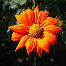 Image result for Tithonia rotundifolia