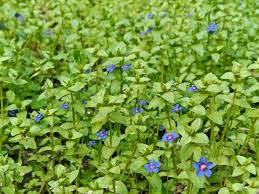 Image result for Lysimachia monelli