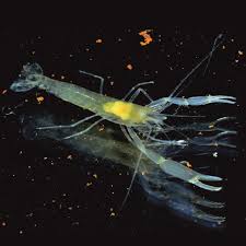 Image result for Monanthotaxis poggei