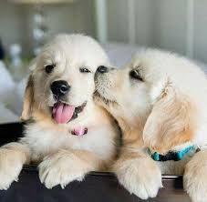 Golden Retriever Cubs Golden Retriever Cubs 2020 Yavru Kopek Sevimli Kopekler Golden Retriever