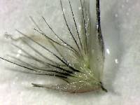 Image result for Enneapogon cenchroides