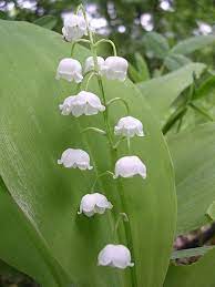 Convallaria Majalis Lily Of The Valley The Official Flower Of May The Hebrew Word Shoshana Usually Denoting A Rose Used In Song Rasteniya Cvety Cvetok
