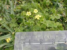Maybe you would like to learn more about one of these? What Type Of Miniature Clover Is Growing With Yellow Flowers In My Short Australian Lawn Gardening Landscaping Stack Exchange