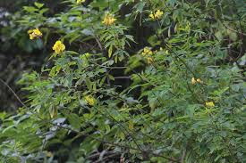 Image result for Crotalaria micans