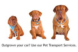 Maybe you would like to learn more about one of these? Pet Transport Services By Abvc