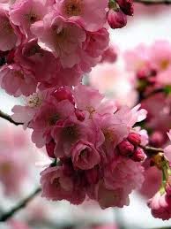 Aydınlık, güneşli ya da kapalı, yağışlı… her zaman bahçelerimizi renklendirecek çiçek seçeneklerimiz neyse ki. Bahar En Guzel Mevsim Cicek Acan Agaclar Cicekciler Cicek Bahcesi