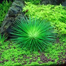 Image result for Eriocaulon
