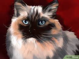 I want 2 get one but i am allergic but i dont know if they really dont shed. How To Identify A Ragdoll Cat 10 Steps With Pictures Wikihow Pet