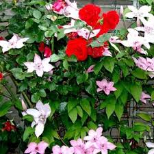 Floriferous vine blooms in early to late spring, and reblooms less heavily in late summer. Clematis Kletterrose Kombination Online Kaufen Clematisonline De