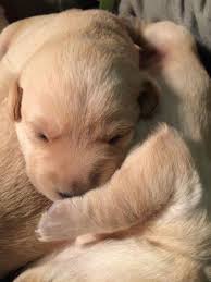 English akc yellow, chocolate and black labrador puppies, champion show/hunt lines, all of our dogs have been akc yellow and chocolate labrador retrievers. Akc Lab Puppies For Sale In Barnhart Missouri Classified Americanlisted Com