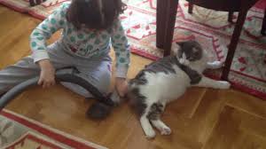 Supurge Ile Temizlenen Kedi Youtube