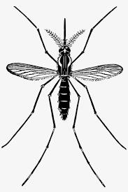 Water plastic bottle \u002f cartoon vector and illustration, hand drawn style, isolated on white background. Mosquito Png Free Download Black And White Mosquito Clipart 1649x2400 Png Download Pngkit