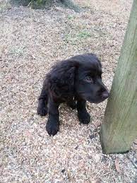 Boykin Spaniel Puppy For Sale In Fort Mill Sc Adn 61691 On Puppyfinder Com Gender Female A Spaniel Puppies For Sale Puppies For Sale Boykin Spaniel Puppies