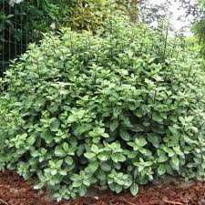 Image result for Pittosporum tenuifolium