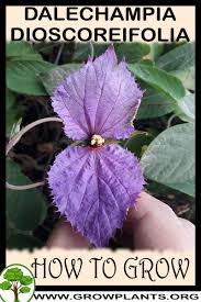 Image result for Dalechampia