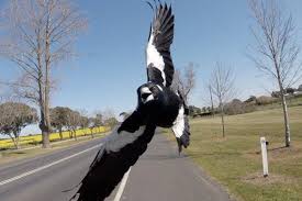 Severe magpie attacks have not been prevented. Two Children Risk Losing Their Sight After Attack By Territorial Magpie London Evening Standard Evening Standard