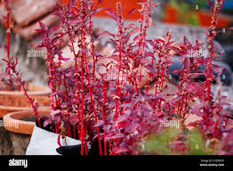 Image result for Amaranthus dubius