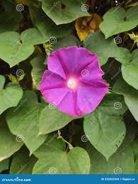 Image result for Ipomoea violacea