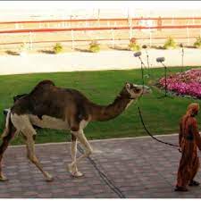 It is amazing bordeaux dogma announces a new tactic of combat such you have not seen an amazing dog. Pdf Piebald Camels