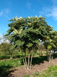 Aralia Elata Arbustes De Jardin Arbuste Amenagement Jardin