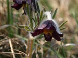 Check spelling or type a new query. Remedii Naturiste Pentru Ovare