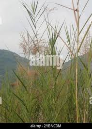 Image result for Phragmites karka