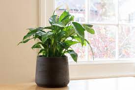 Maybe you would like to learn more about one of these? 15 Best Living Room Plants Living Room Indoor Plants To Buy Now