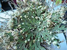 This plant called also maryam boti and the real rose of jericho or the botanical name anastatica hierochuntica. Selaginella Lepidophylla Wikipedia