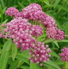 Swamp Milkweed Swamp Milkweed Butterfly Garden Plants Asclepias Incarnata
