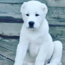 Alabay), is a livestock guardian dog breed.traditionally, the breed was used for guarding sheep and goat herds, as well as to protect and for guard duty. Legendary Central Asian Shepherd Cao Home Facebook