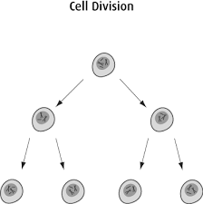 A high intake of antioxidants has been shown to protect. How Cancer Starts Grows And Spreads Canadian Cancer Society