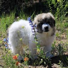 Great pyrenees dogs for sale $600 each. Great Pyrenees Puppies For Sale Great Pyrenees Puppies Facebook