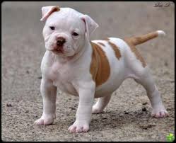 We recommend you rescue an american bulldog (or any dog) before you buy a puppy from a breeder. American Bulldog Puppy Bulldog Puppies American Bulldog Puppies Puppies