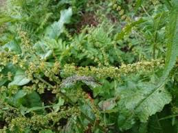Image result for Rumex nepalensis